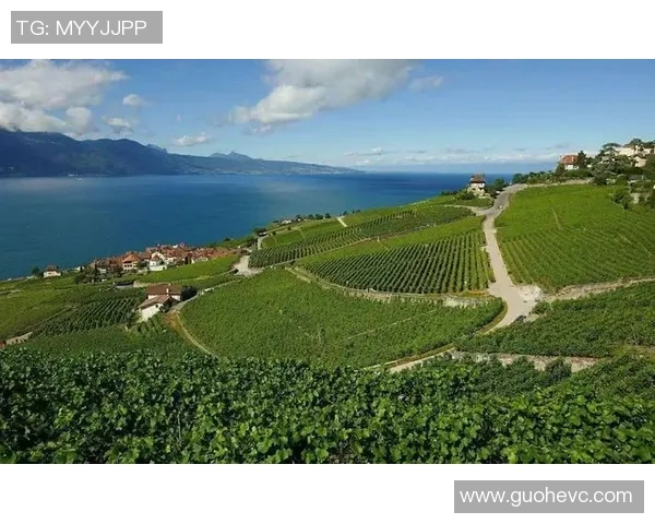 年轻人如何应对洛桑推迟带来的挑战与机遇