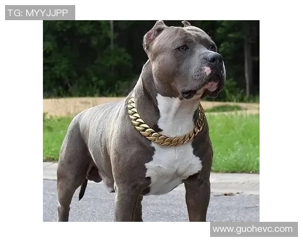 高上海与雅桑克莱巅峰对决谁能在这场战斗中笑到最后